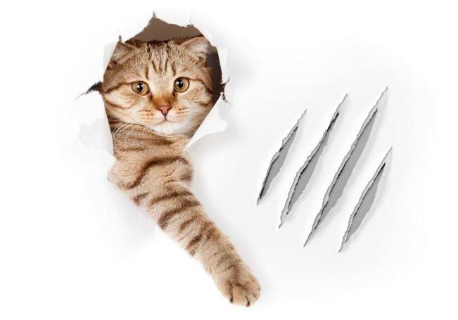 猫抓病是什么病?被猫抓了一定会得猫抓病吗?(被猫抓了就会得猫抓病吗) 猫抓病是什么病?被猫抓了一定会得猫抓病吗?(被猫抓了就会得猫抓病吗)