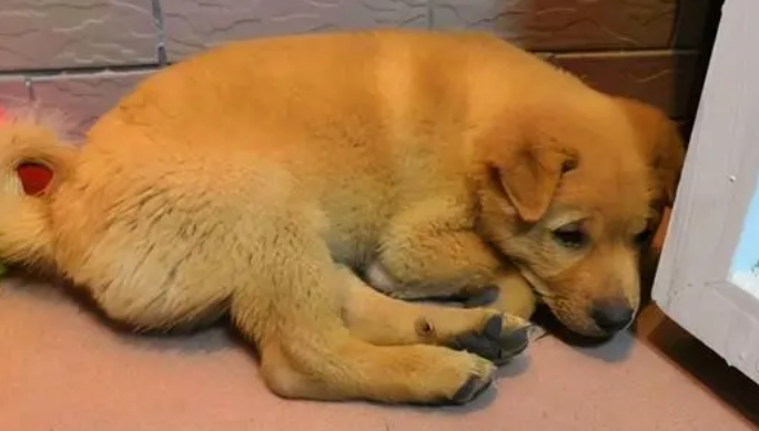 为什么狗狗待着角落