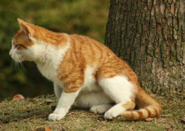 猫拉黑色的稀屎但是精神很好