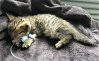 猫能自己挺过猫瘟吗几率大吗