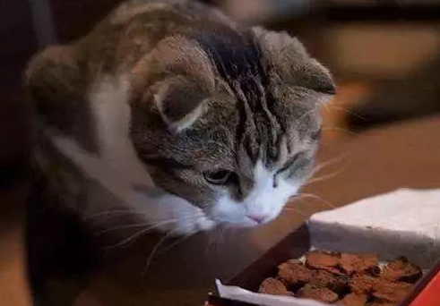 猫咪心律不齐的影响,这些你需要知道! 猫咪心律不齐的影响,这些你需要知道!