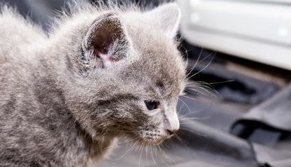猫咪食物过敏的症状及治疗方法 猫咪食物过敏的症状及治疗方法