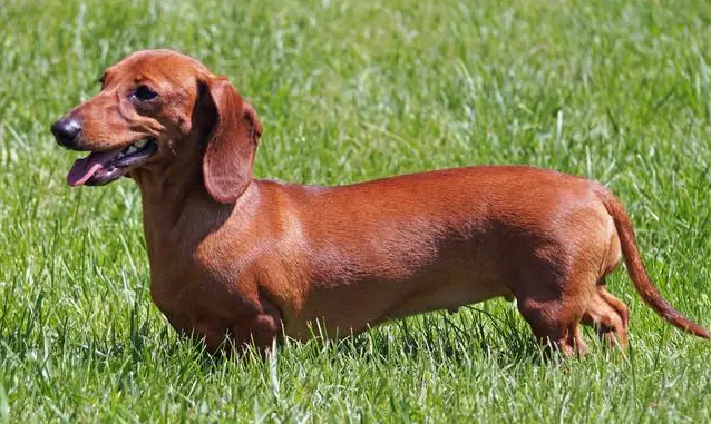 腊肠犬的价格多少钱一只 腊肠犬的价格多少钱一只