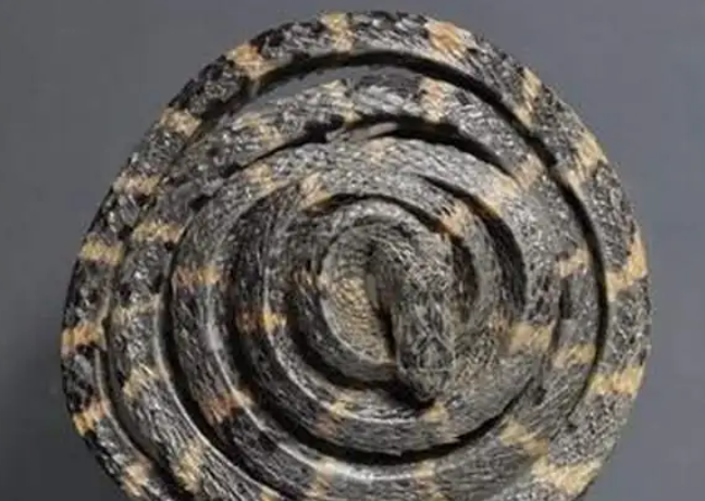 百花蛇图片的样子 百花蛇图片的样子