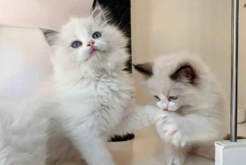 布偶猫感冒咳嗽怎么治疗好 布偶猫感冒咳嗽怎么治疗好