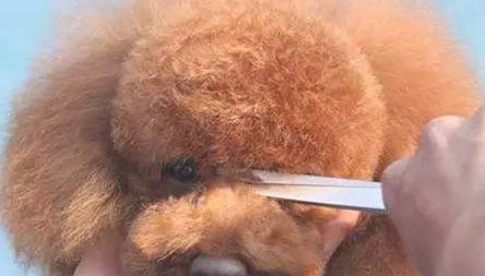 贵宾犬毛发越养越浅？你需要做好这五个工作