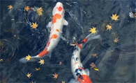 锦鲤换水三大忌