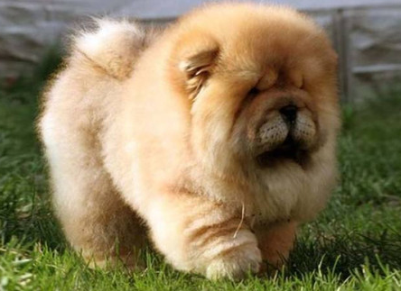 松狮犬负伤能够用哪种药草？来get下吧