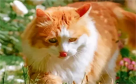 散养的猫快乐还是家养的快乐