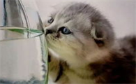 折耳猫的先天遗传性疾病是什么？感兴趣的来看看吧