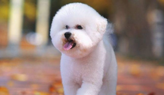 这5种宠物犬一旦变成流浪狗，基本上没办法单独存活，需看紧了