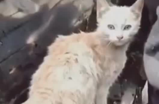 大火夺走了老人的一切，他抱着火场中救出的猫咪痛哭