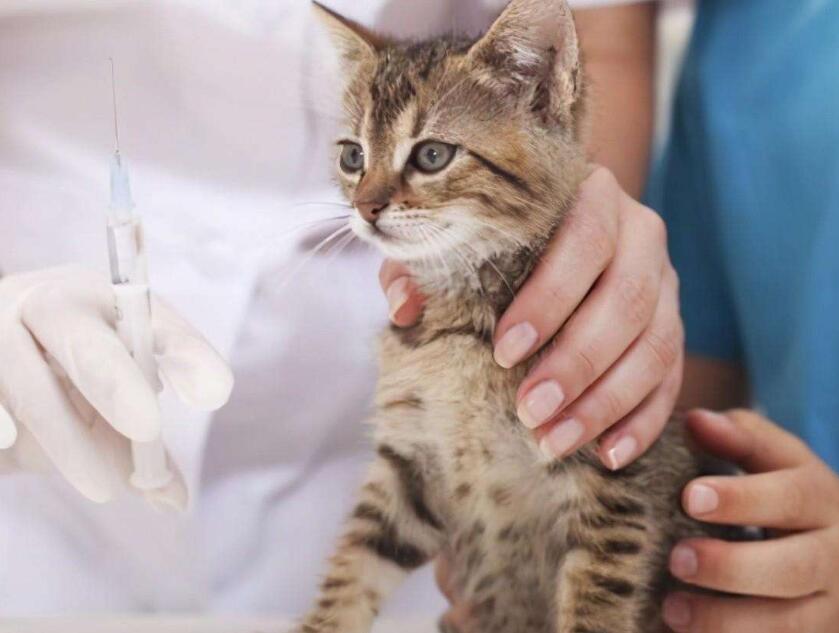 猫用缩宫素间隔多久打一次? 猫缩宫素的用法与用量! 猫用缩宫素间隔多久打一次? 猫缩宫素的用法与用量!
