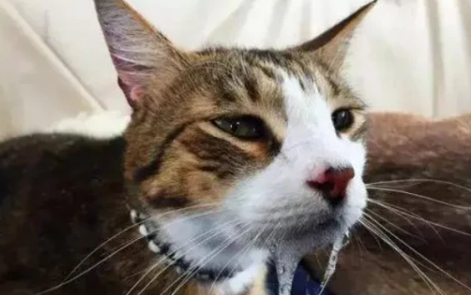 猫咪像是咳嗽又像是想吐的样子,是怎么回事? 猫咪像是咳嗽又像是想吐的样子,是怎么回事?