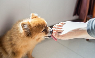 为什么狗狗喜欢玩脚掌