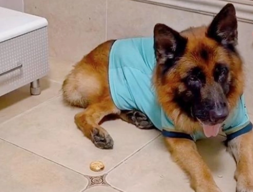 警犬糯米几岁了 事件后续