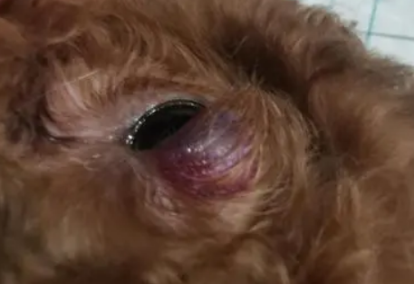 狗眼睛肿了是什么原因