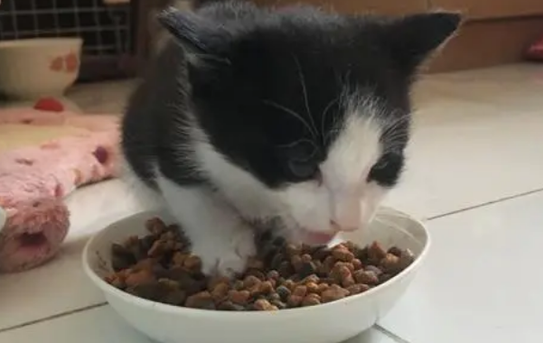 猫咪能不能吃素猫粮 猫咪能不能吃素猫粮