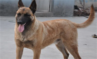 马犬可以取什么名字好听