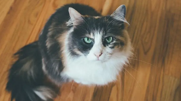 猫瘟一般几天死亡？