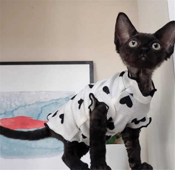 重庆德文卷毛猫猫舍 重庆德文卷毛猫猫舍