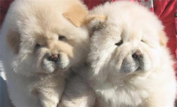 为何大家不愿意养松狮犬了?这几个方面讲出了心里话 为何大家不愿意养松狮犬了?这几个方面讲出了心里话