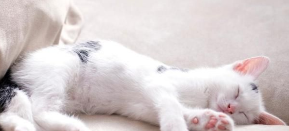 怎样才能让小猫自己睡啊 怎样才能让小猫自己睡啊