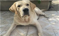 不适合怀孕的狗狗
