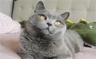 蓝猫价格200~500