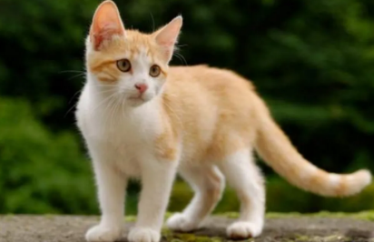 猫咪为什么老是站着不动