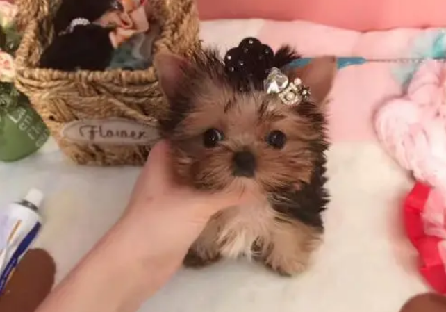 约克夏纯种狗的价格图片