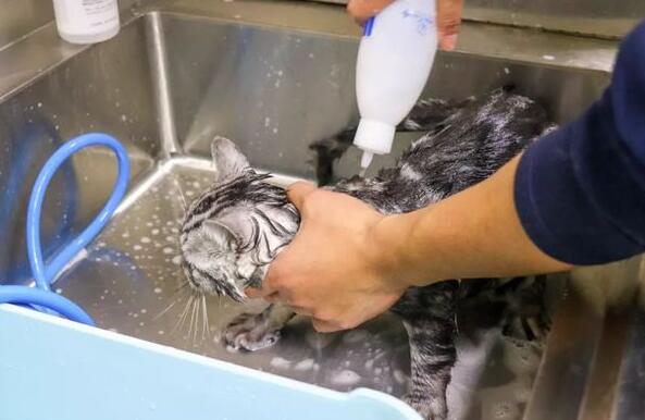 宠物店是怎么给猫洗澡的