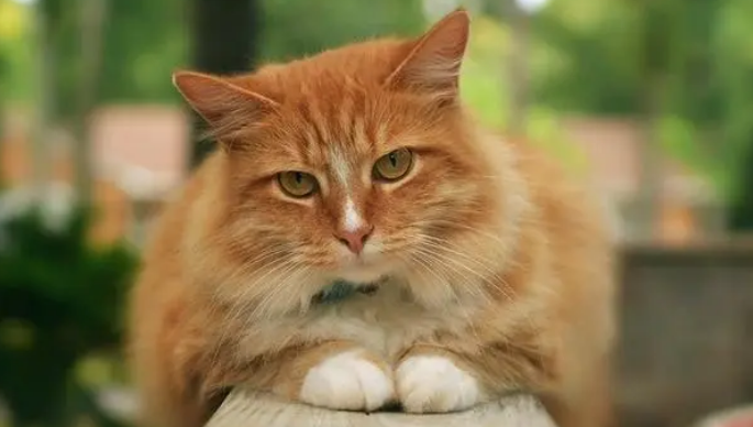 猫咪耳朵发炎是怎么回事?吃什么药? 猫咪耳朵发炎是怎么回事?吃什么药?