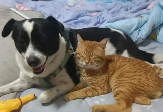 如何正规领养宠物狗或者猫呢