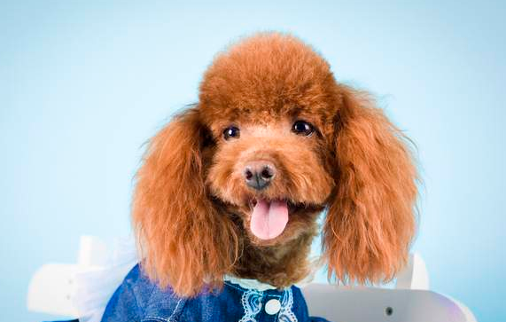泰迪犬几月来月经？不妨来看看吧