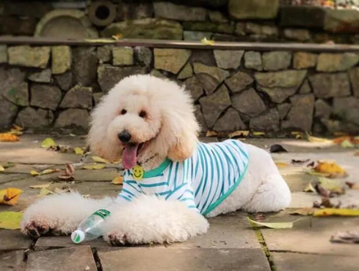 贵宾幼犬如何喂养狗粮视频