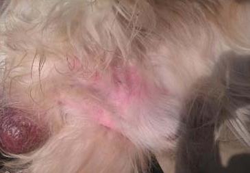 狗狗睾丸炎的临床症状是什么？不妨来看看