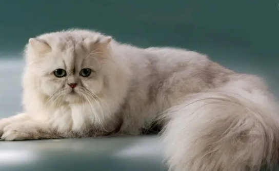 训练波斯猫的时候需要掌握哪些训练技巧？