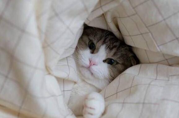 猫咪钻被窝为什么不好?很多铲屎官不知道原因! 猫咪钻被窝为什么不好?很多铲屎官不知道原因!
