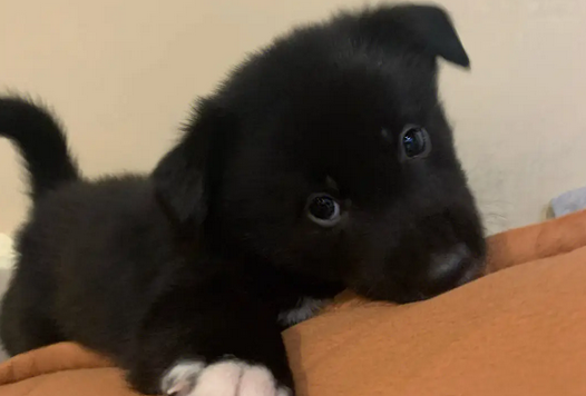 边牧犬串串土狗性格