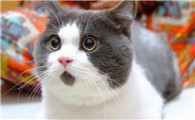 英短猫怎么养比较好