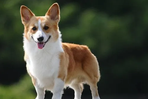 检查狗狗有没有感染弓形虫多久会出结果？