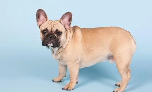 法国斗牛犬的颜色级别，一篇文章告诉你！