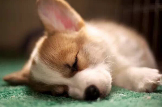 狗狗经常拉稀用什么药？