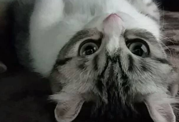 心慌慌,感觉被什么盯上了?为何有些猫咪喜欢偷偷盯着主人 心慌慌,感觉被什么盯上了?为何有些猫咪喜欢偷偷盯着主人
