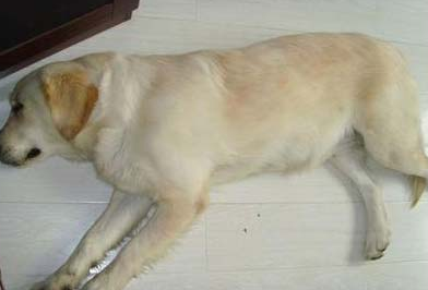 母犬产后抽搦症如何治疗？
