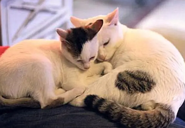 猫咪为什么不能近亲繁殖呢 猫咪为什么不能近亲繁殖呢