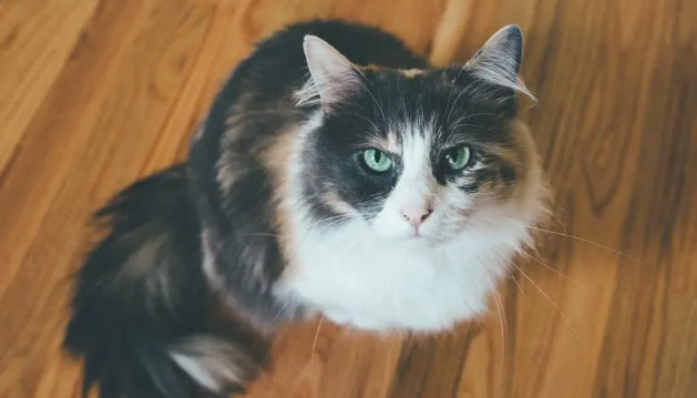 教育猫咪要斗智斗勇,猫咪训练技巧! 教育猫咪要斗智斗勇,猫咪训练技巧!