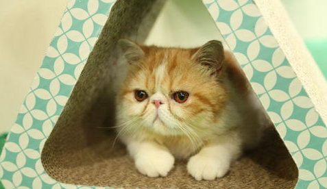 给宠物猫美容所要知道的小知识?(猫怎么做美容) 给宠物猫美容所要知道的小知识?(猫怎么做美容)