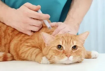 猫三联哪一针副作用最强 猫三联哪一针副作用最强